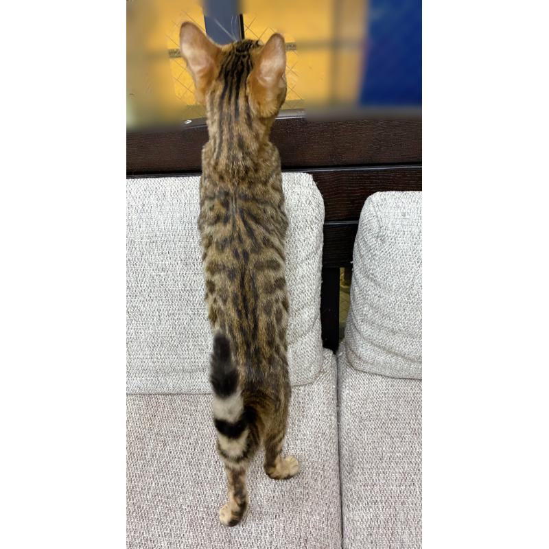 販売中の東京都のベンガル-130351の4枚目