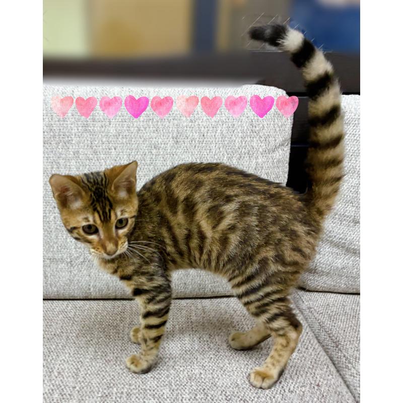 販売中の東京都のベンガル-130351の3枚目