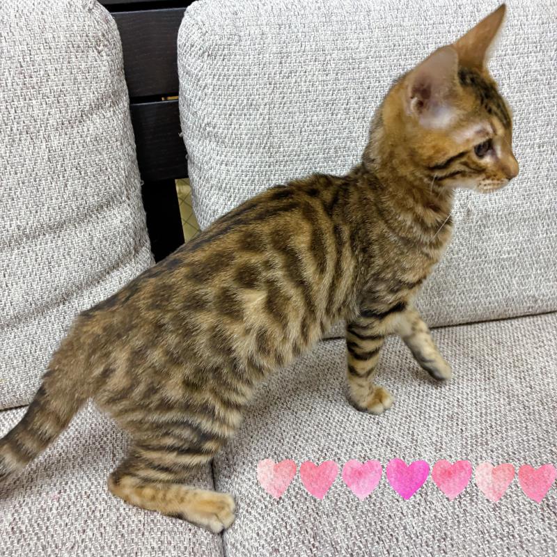 販売中の東京都のベンガル-130351の2枚目