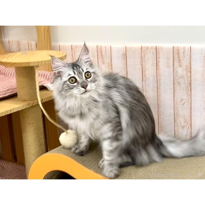 販売中の栃木県のメインクーン-127176の5枚目