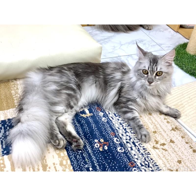 販売中の栃木県のメインクーン-127176の4枚目