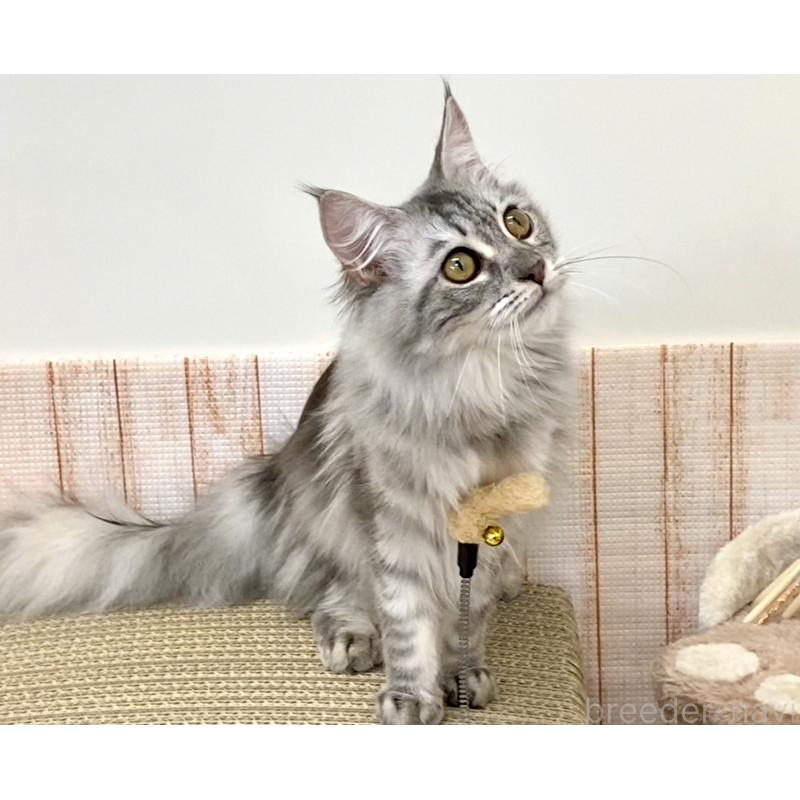 販売中の栃木県のメインクーン-127176の3枚目