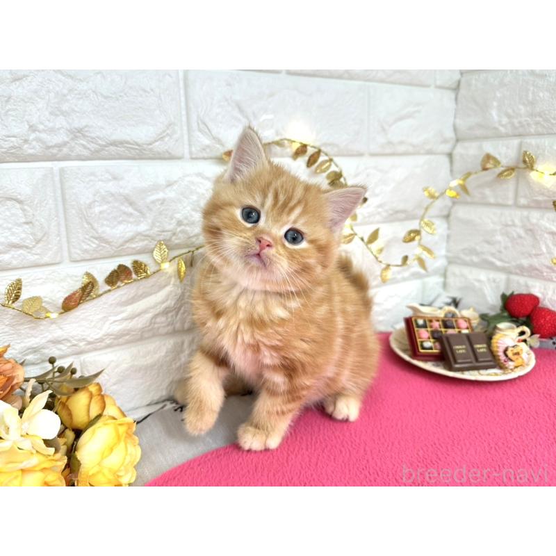 販売中の埼玉県のミヌエット-135309の5枚目