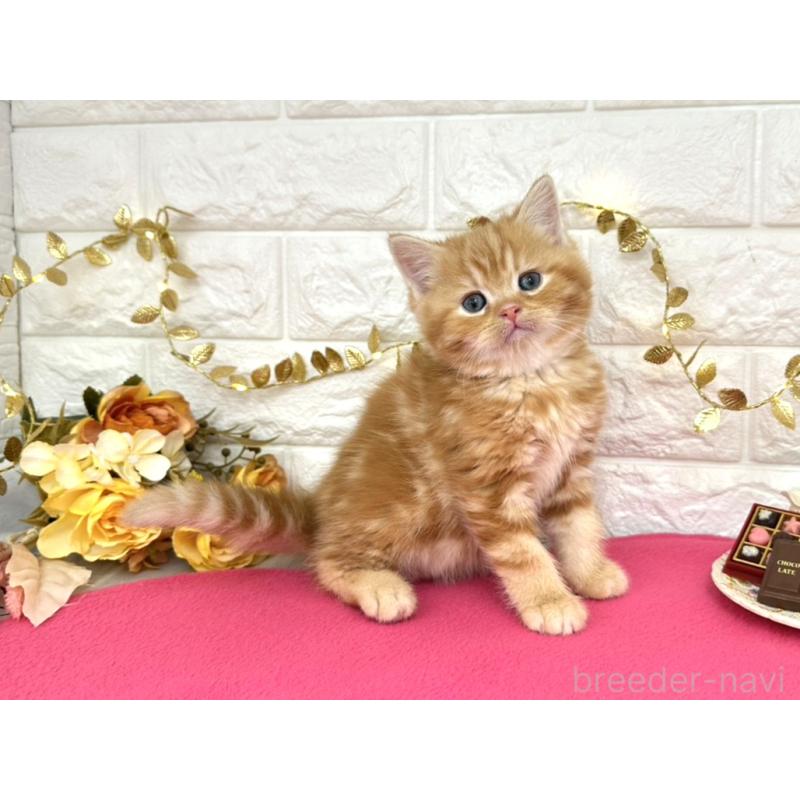 販売中の埼玉県のミヌエット-135309の2枚目