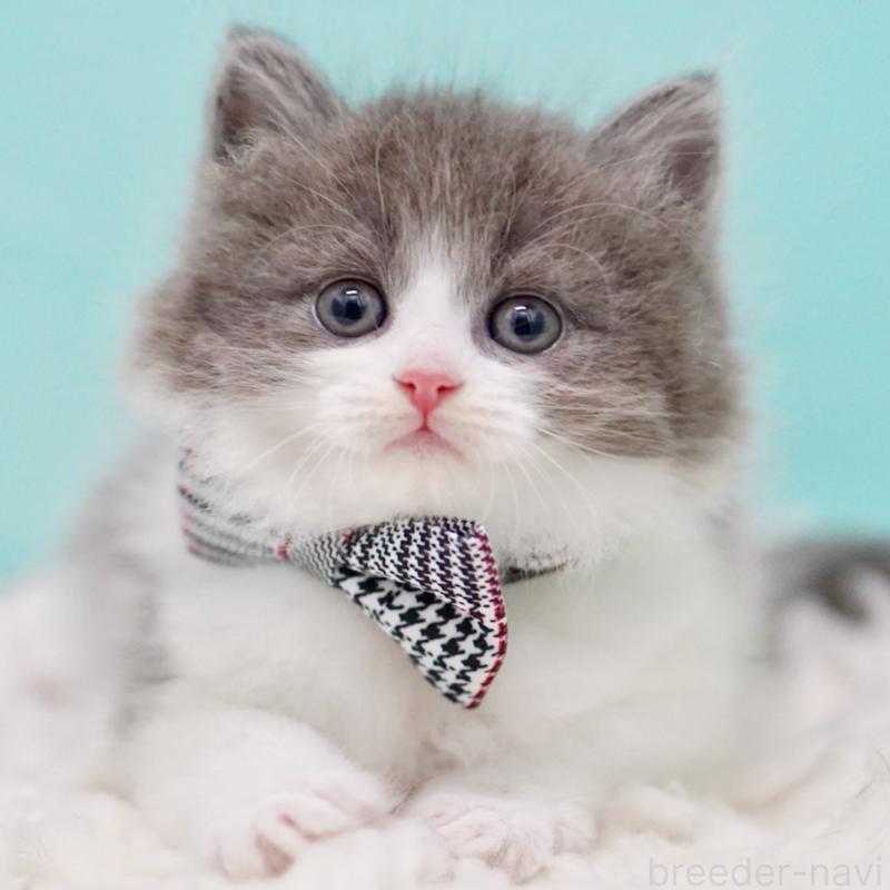 販売中の東京都のサイベリアン-134296