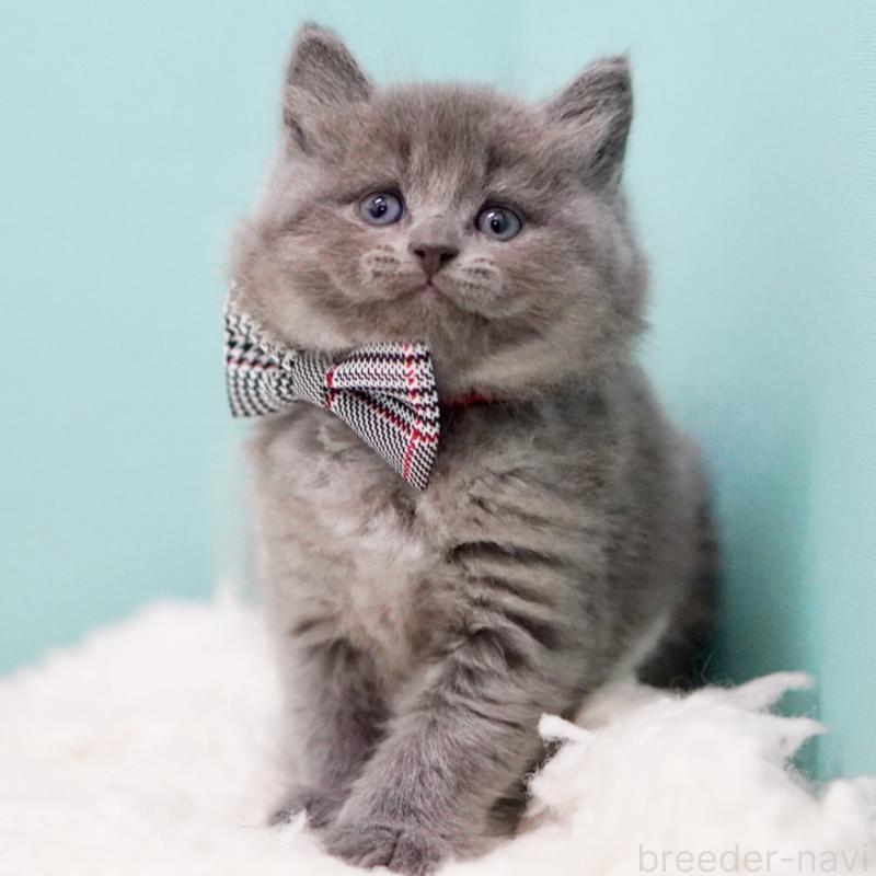 販売中の東京都のサイベリアン-134297