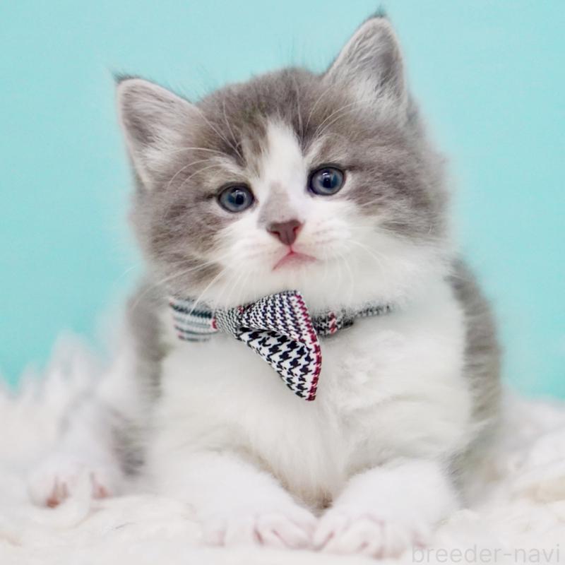 販売中の東京都のサイベリアン-134299