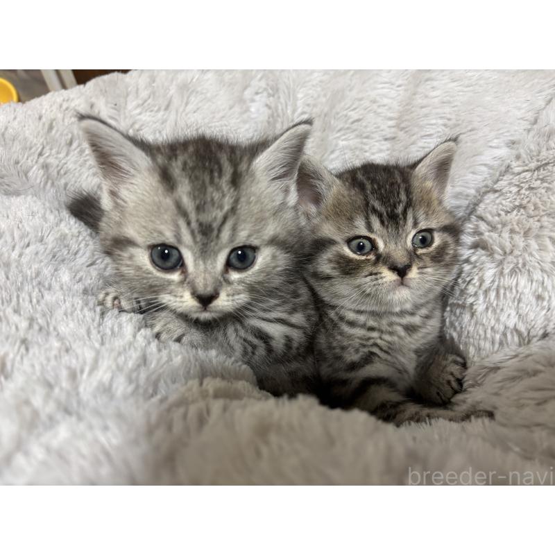 販売中の千葉県のスコティッシュフォールド-134881の3枚目