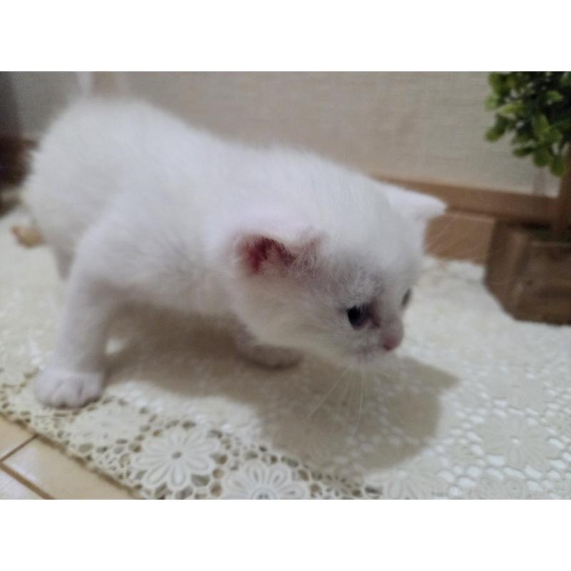 販売中の広島県のミックス-134922の77枚目