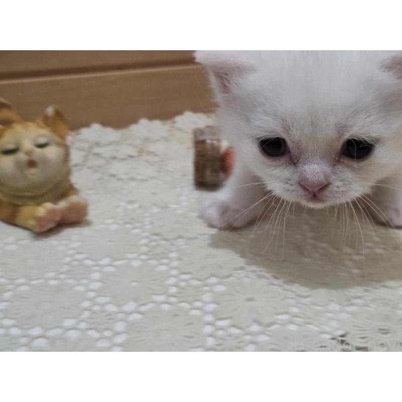 販売中の広島県のミックス-134922の74枚目