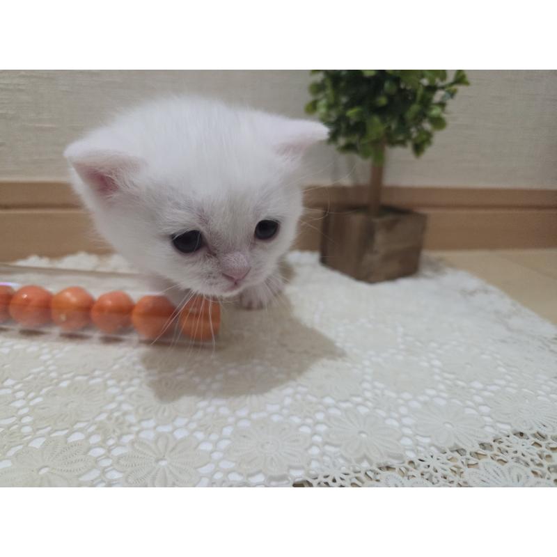 販売中の広島県のミックス-134922の73枚目