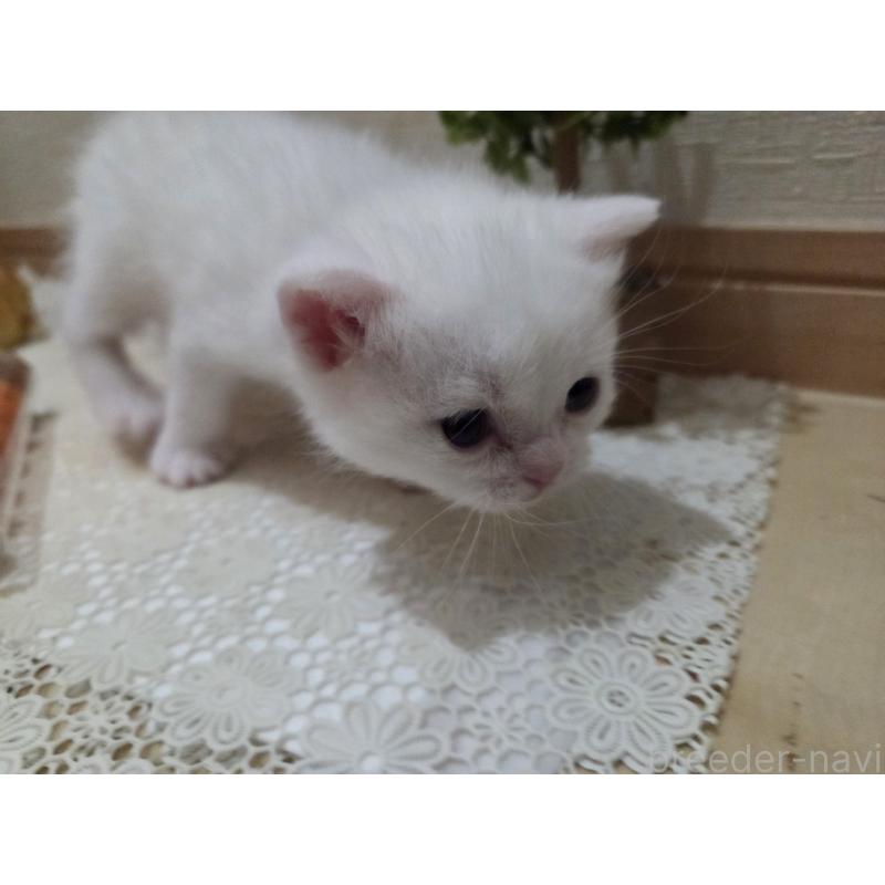 販売中の広島県のミックス-134922の72枚目