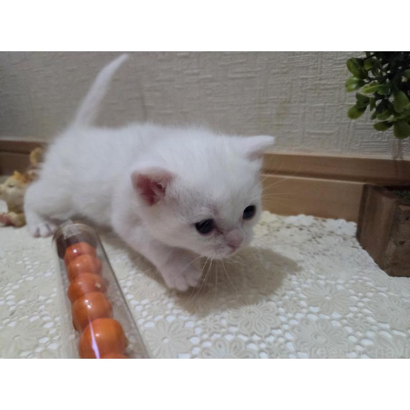 販売中の広島県のミックス-134922の71枚目