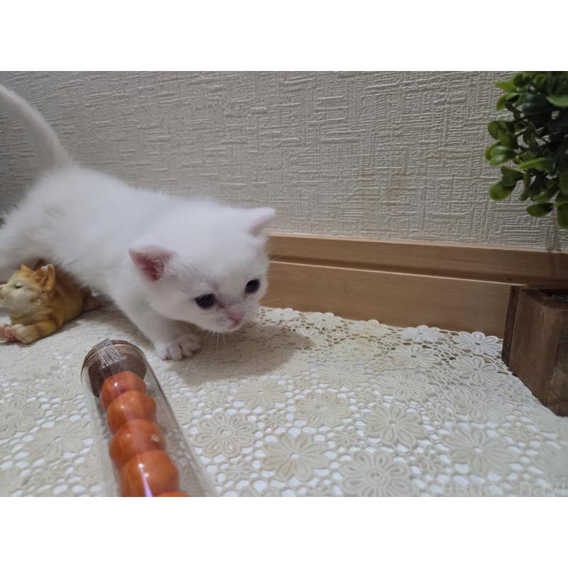 販売中の広島県のミックス-134922の70枚目