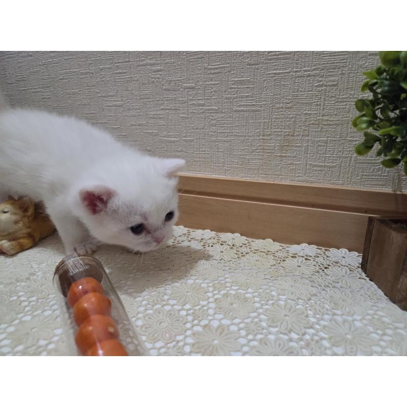 販売中の広島県のミックス-134922の69枚目