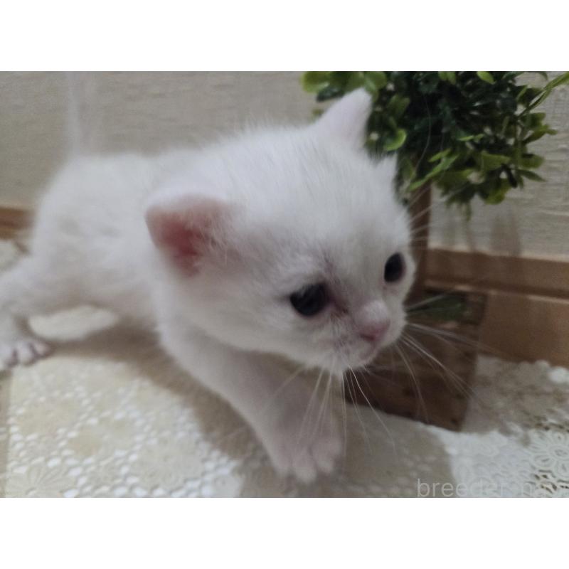 販売中の広島県のミックス-134922の68枚目