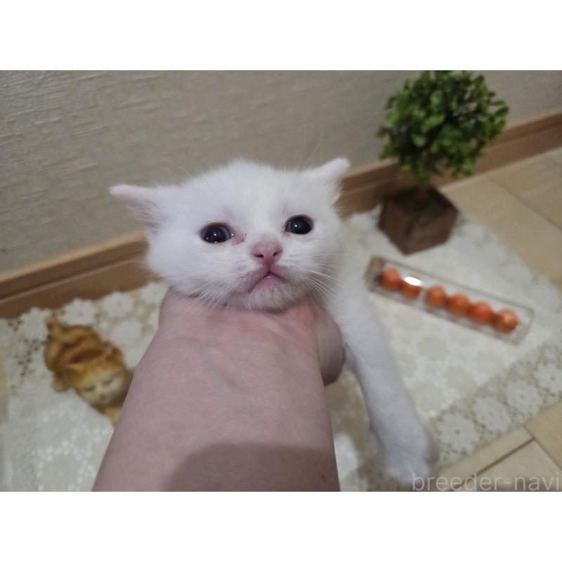 販売中の広島県のミックス-134922の67枚目