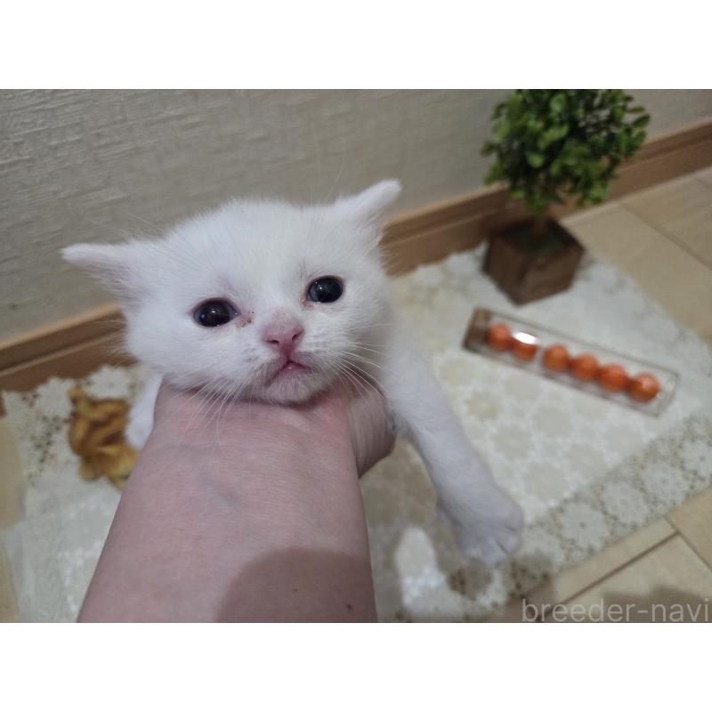 販売中の広島県のミックス-134922