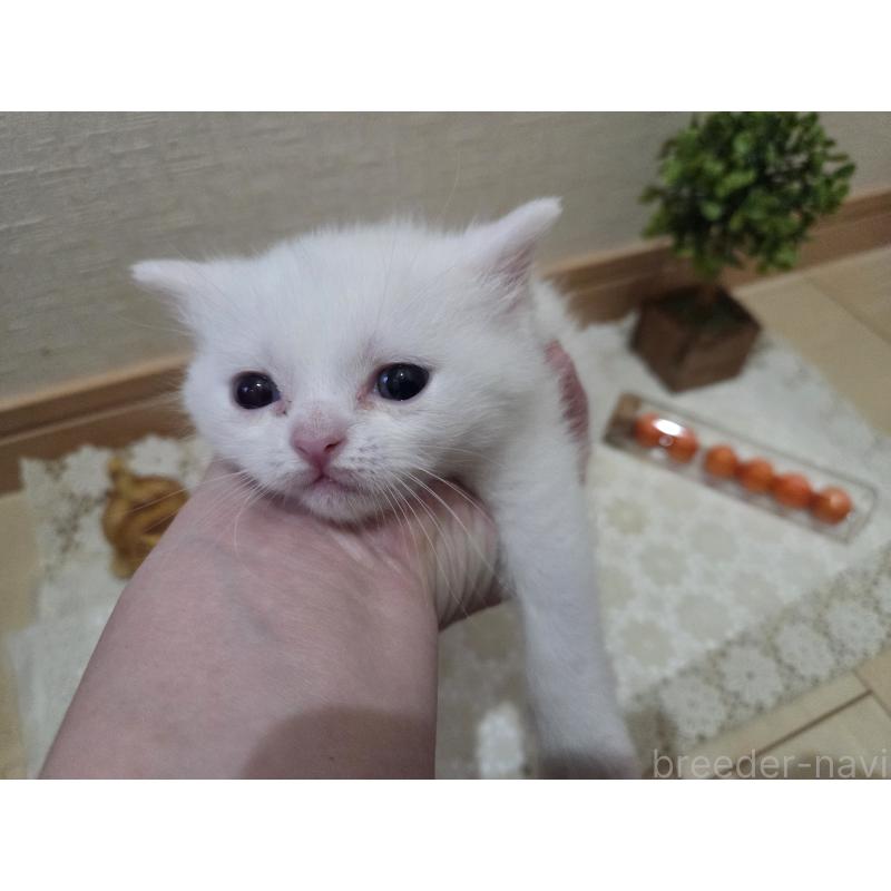 販売中の広島県のミックス-134922の65枚目