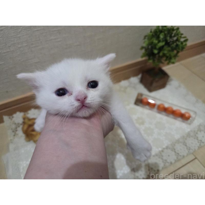 販売中の広島県のミックス-134922の64枚目