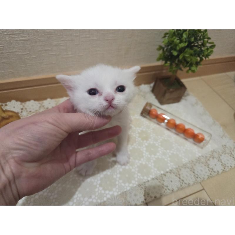 販売中の広島県のミックス-134922の63枚目