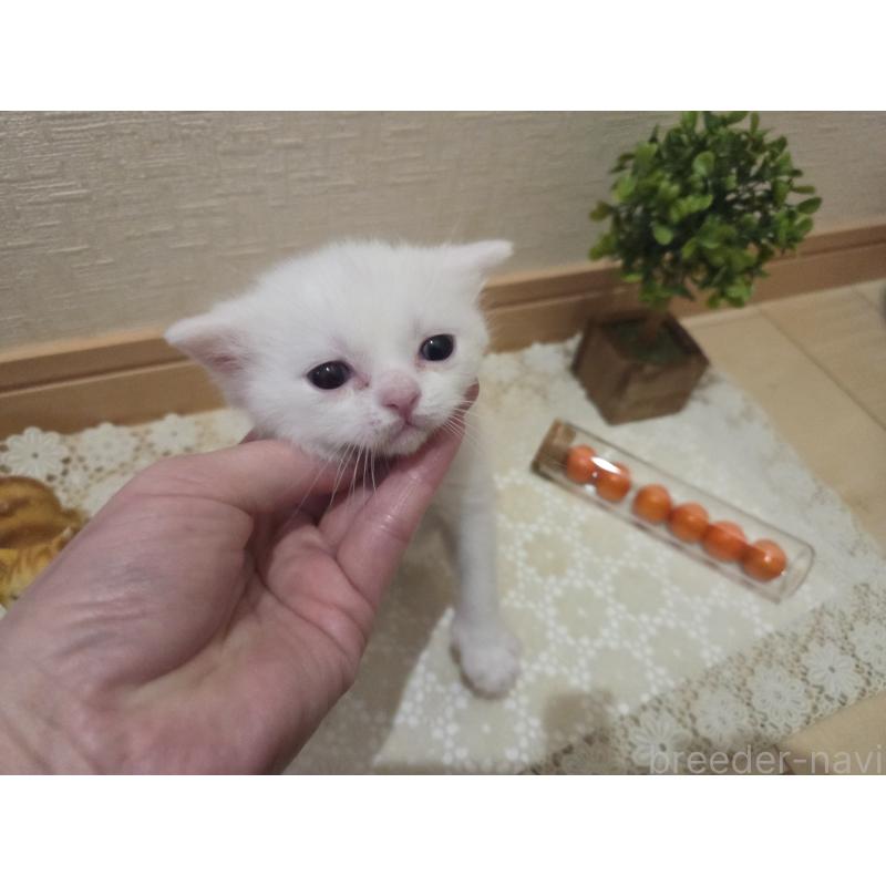 販売中の広島県のミックス-134922の62枚目