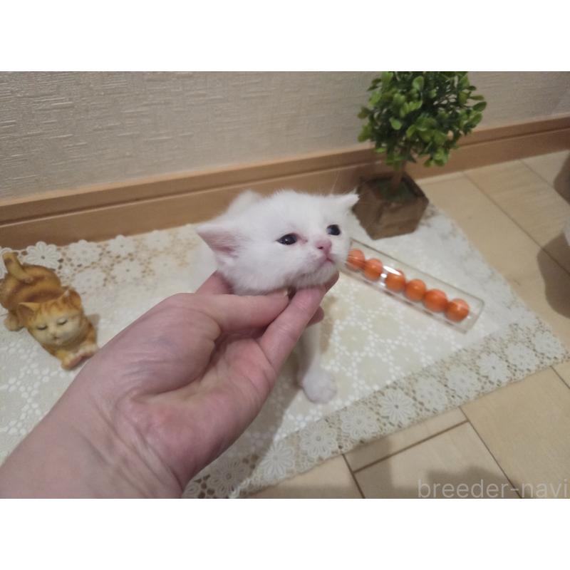 販売中の広島県のミックス-134922の61枚目