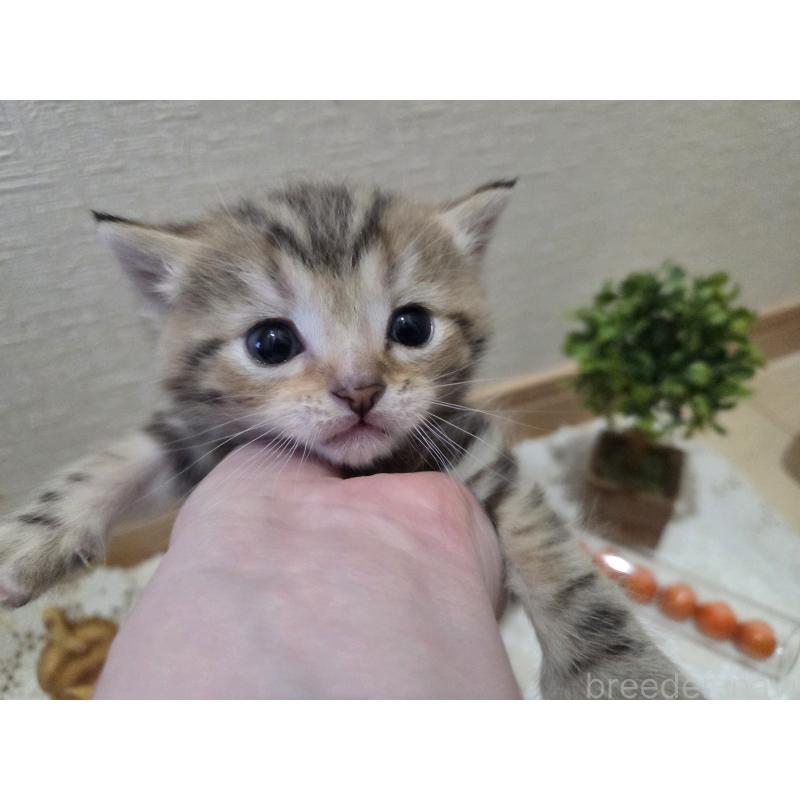 成約済の広島県のミックス-134921の28枚目