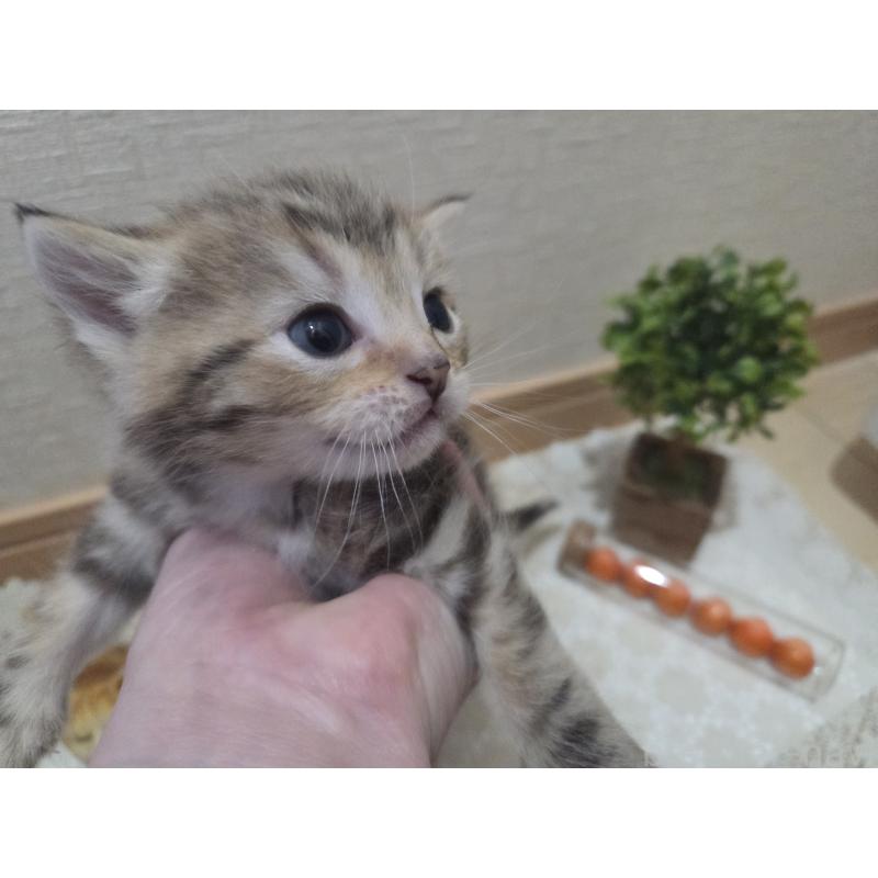 成約済の広島県のミックス-134921の27枚目