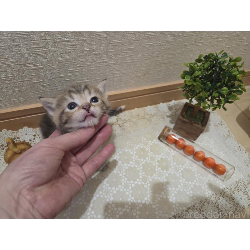 成約済の広島県のミックス-134921の26枚目