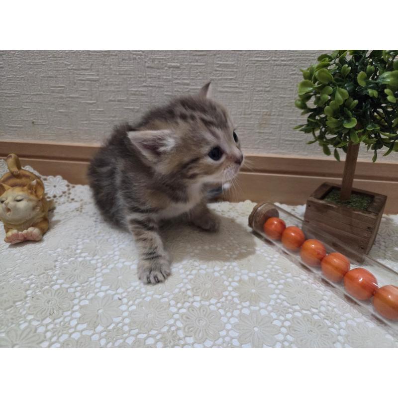 成約済の広島県のミックス-134921の25枚目