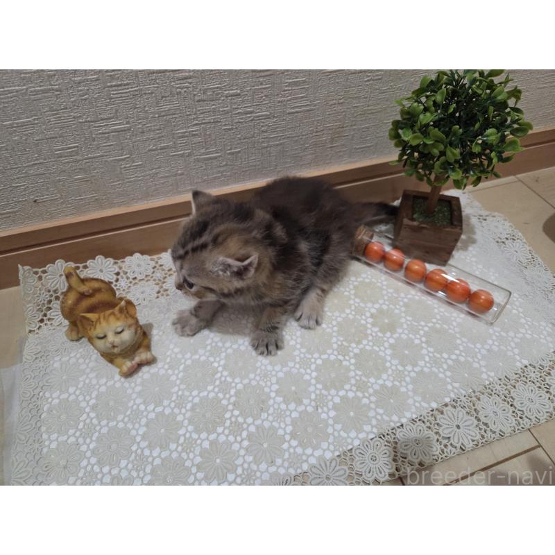 成約済の広島県のミックス-134921の24枚目