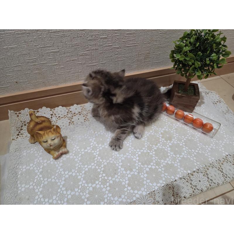 成約済の広島県のミックス-134921の23枚目