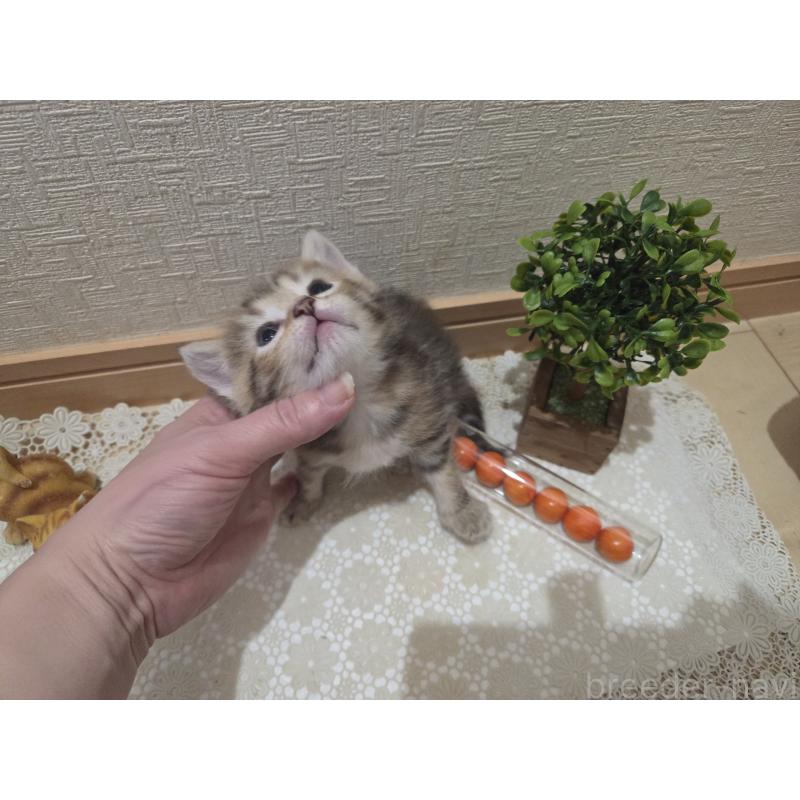 成約済の広島県のミックス-134921の21枚目