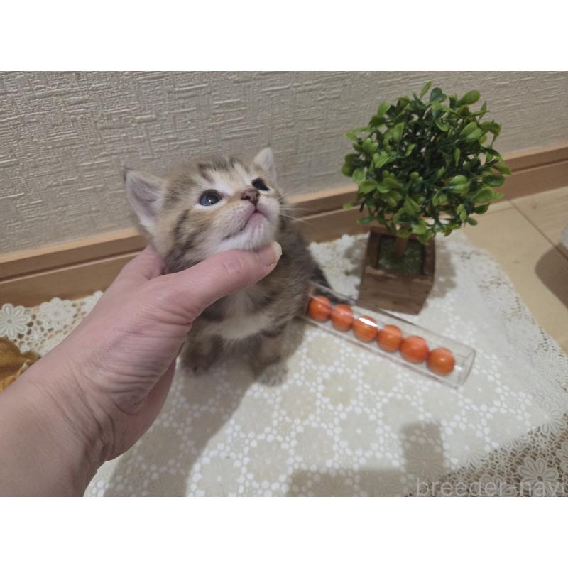 成約済の広島県のミックス-134921の20枚目