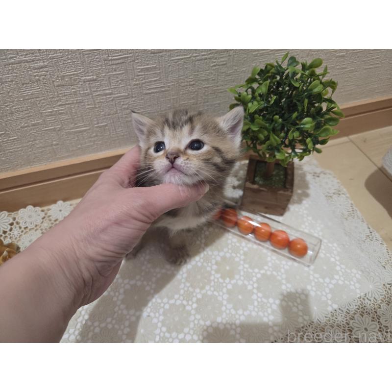 成約済の広島県のミックス-134921の19枚目