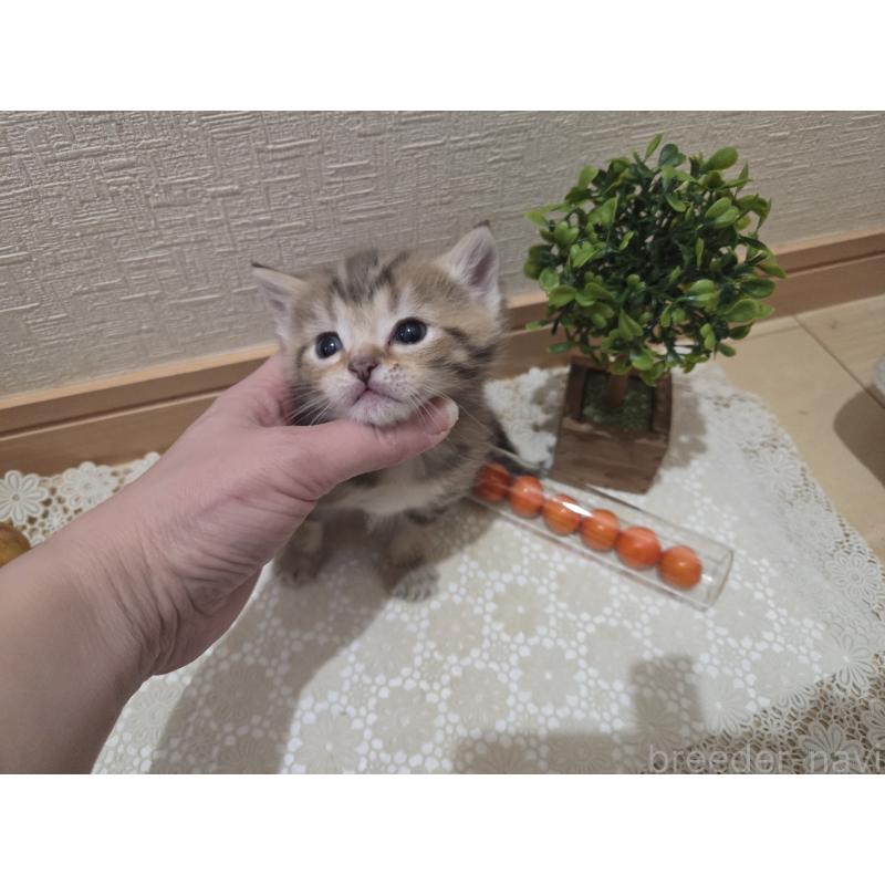 成約済の広島県のミックス-134921の18枚目