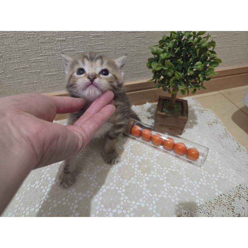 販売中の広島県のミックス-134921