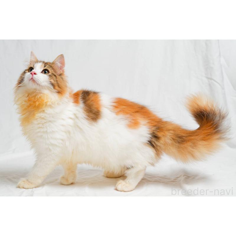 キスメちゃん1枚目