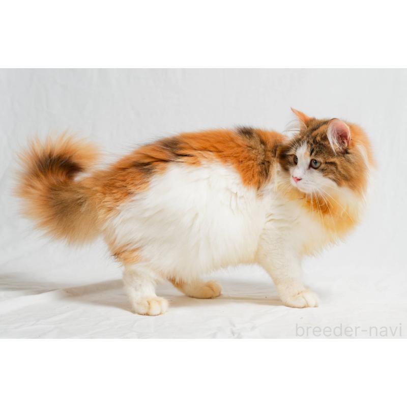 キスメちゃん1枚目