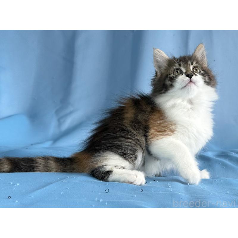 販売中の愛知県のメインクーン-135148の6枚目