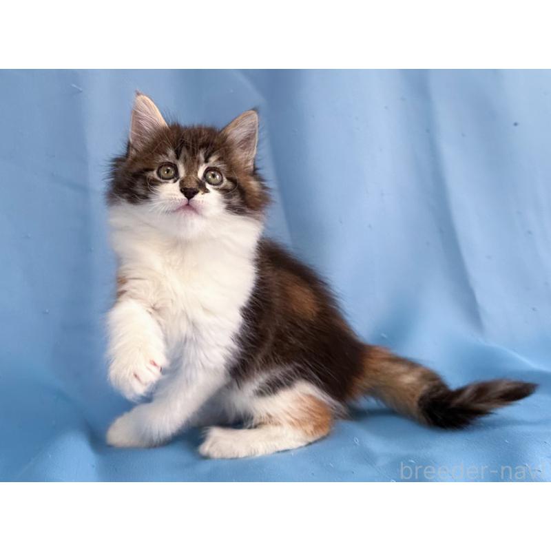 販売中の愛知県のメインクーン-135148の5枚目