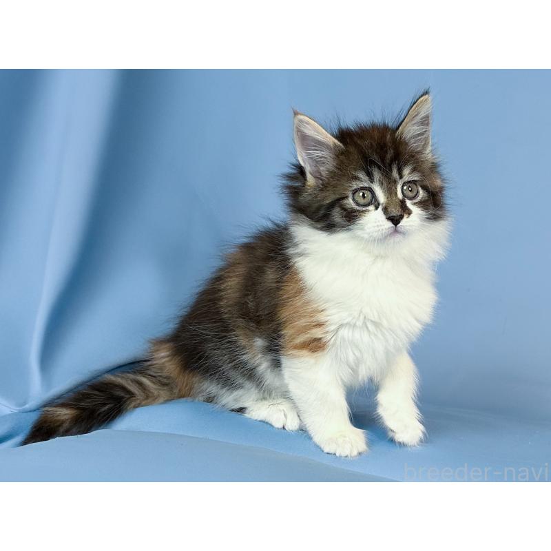 販売中の愛知県のメインクーン-135148の4枚目