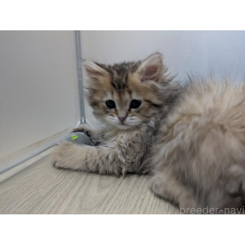 販売中の栃木県のミヌエット-133952の2枚目