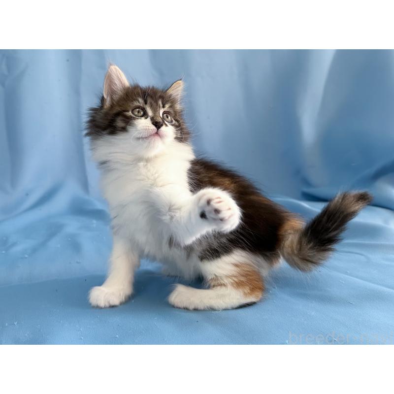 販売中の愛知県のメインクーン-135148の3枚目