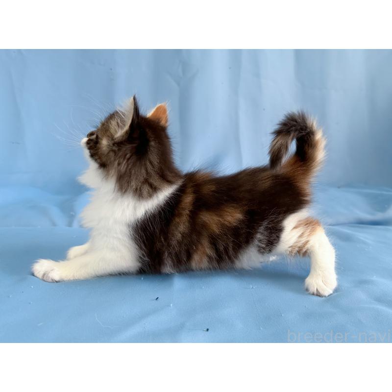 販売中の愛知県のメインクーン-135148の2枚目