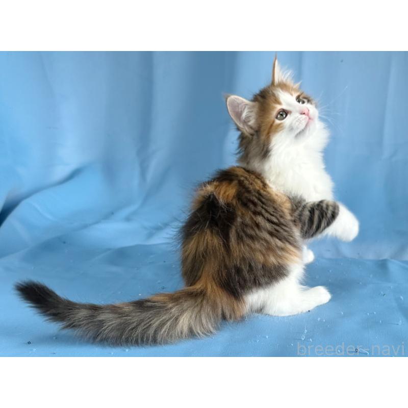 成約済の愛知県のメインクーン-135147の5枚目