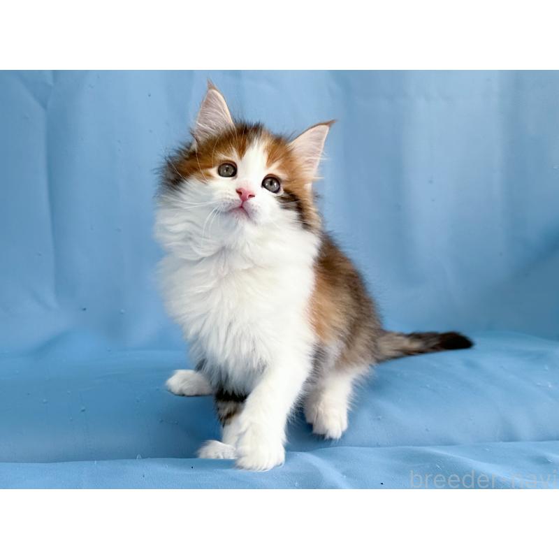 成約済の愛知県のメインクーン-135147の4枚目