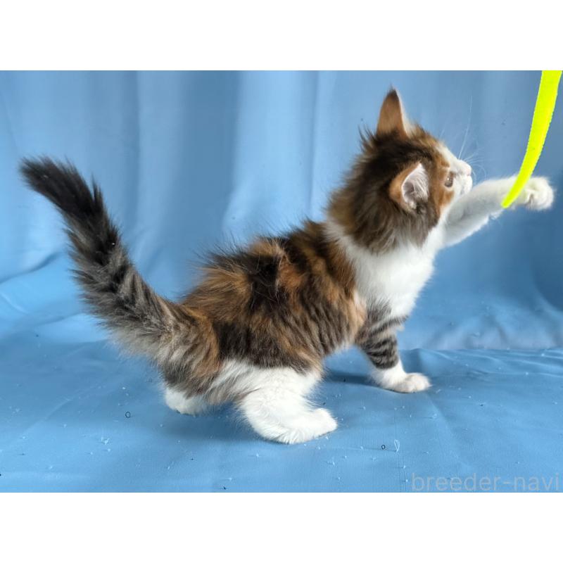 成約済の愛知県のメインクーン-135147の3枚目