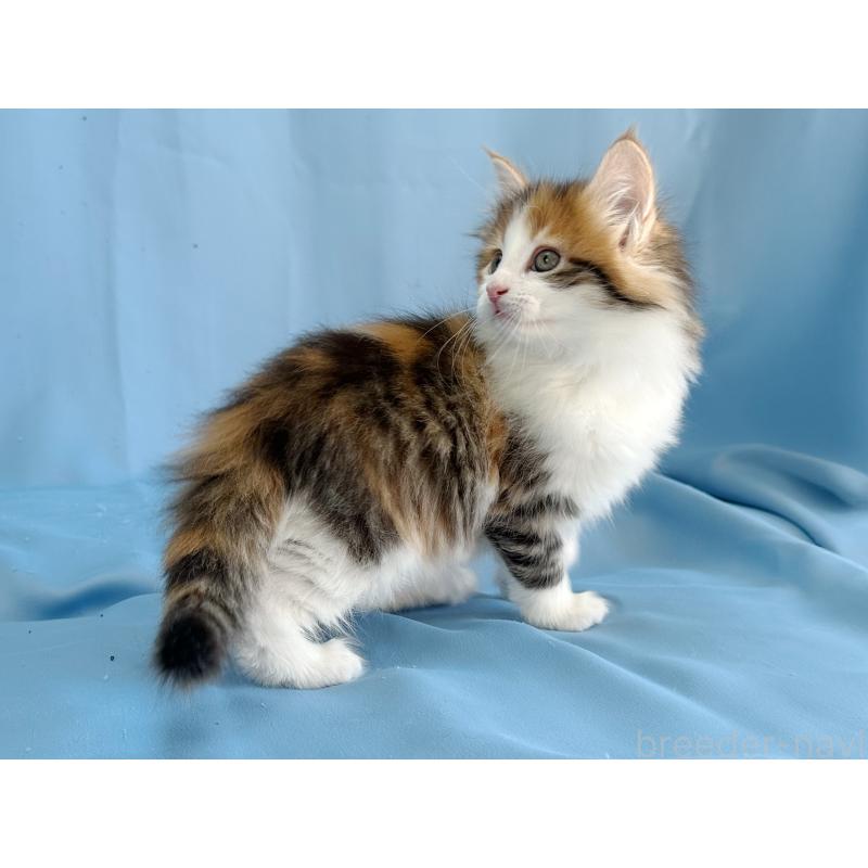 成約済の愛知県のメインクーン-135147の2枚目